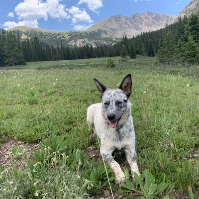 Ash Bustos &mdash; Core Roofing Systems support team pet