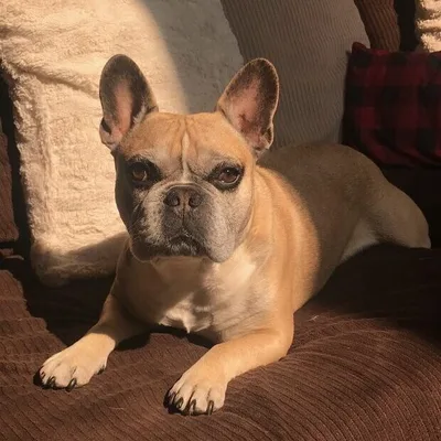 Chauncey Karros &mdash; Core Roofing Systems support team pet