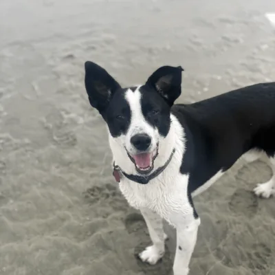 Mako Marsh &mdash; Core Roofing Systems support team pet