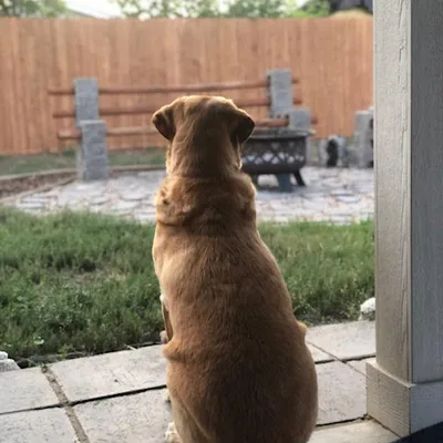 Roper Nelson &mdash; Core Roofing Systems support team pet