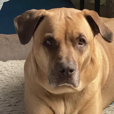 Sully Schmidt &mdash; Core Roofing Systems support team pet